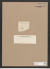 Diatomeae indet. Zeichnungen Sammlung Grunow Nr. 1440 (NHMW-BOT-W0368426)